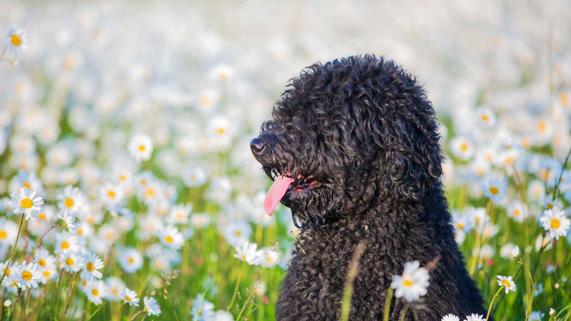 perro de aguas portugués